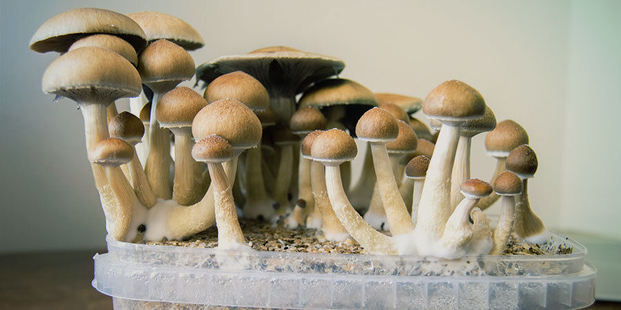 Co jsou magick&eacute; houby (psilocybin)?