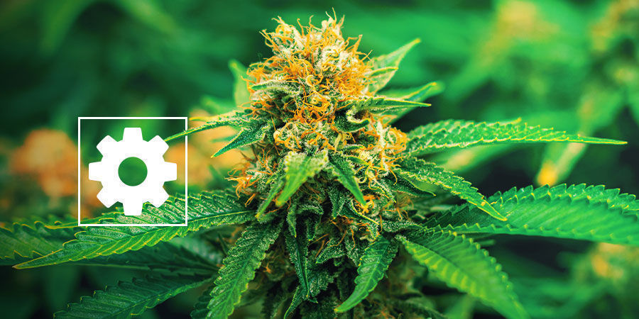 Nov&eacute; samonakv&eacute;tac&iacute; semena konop&iacute; - Royal Queen Seeds