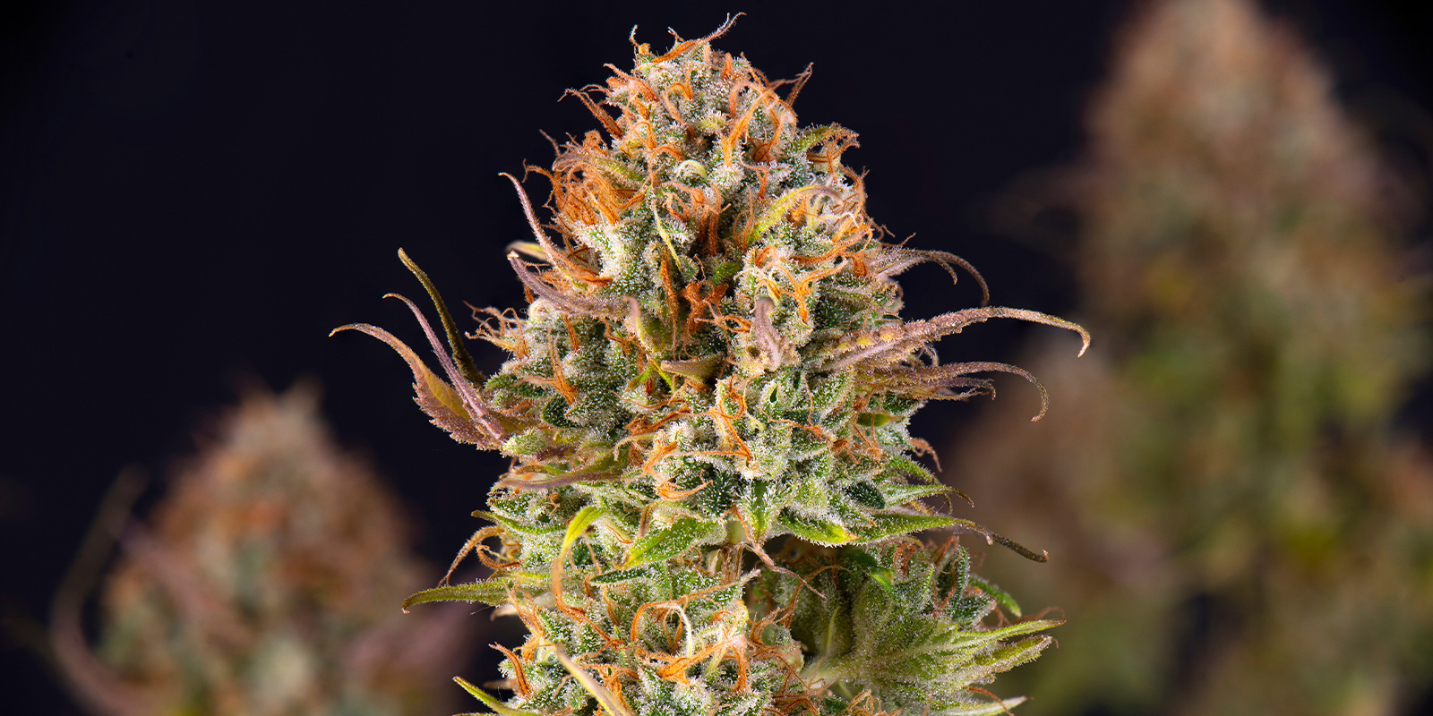 Green-O-Matic (Greenhouse Seeds)