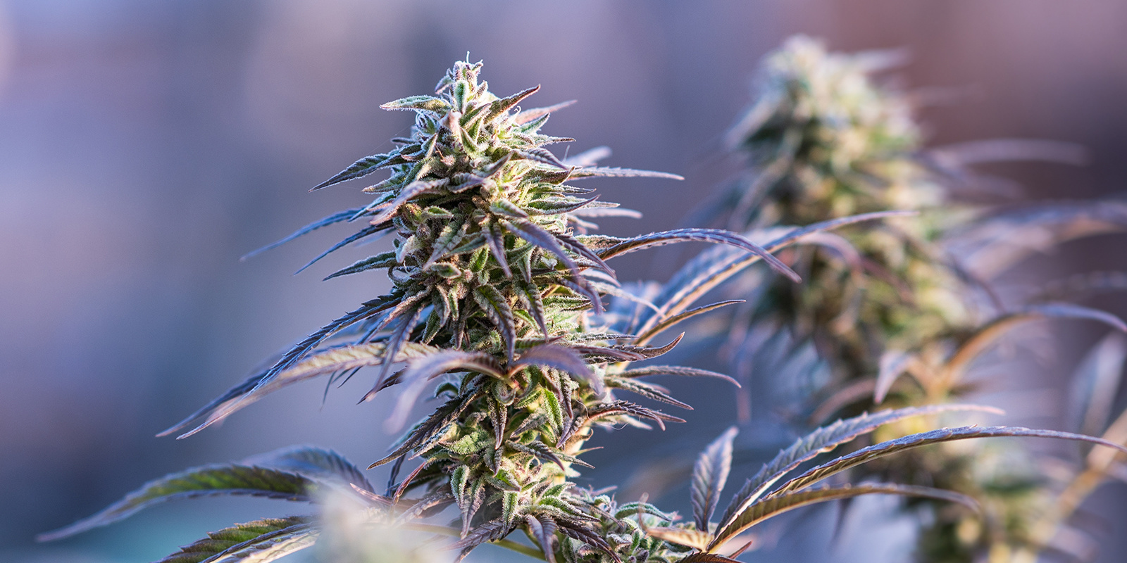 Sweet Skunk Autoflowering (Sweet Seeds)