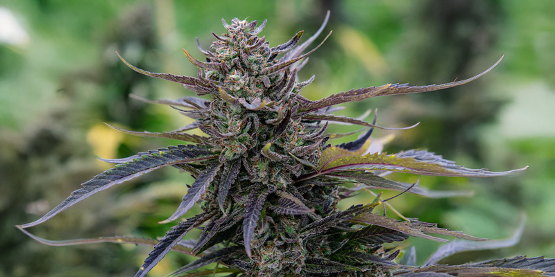 Auto Purple (Original Sensible)