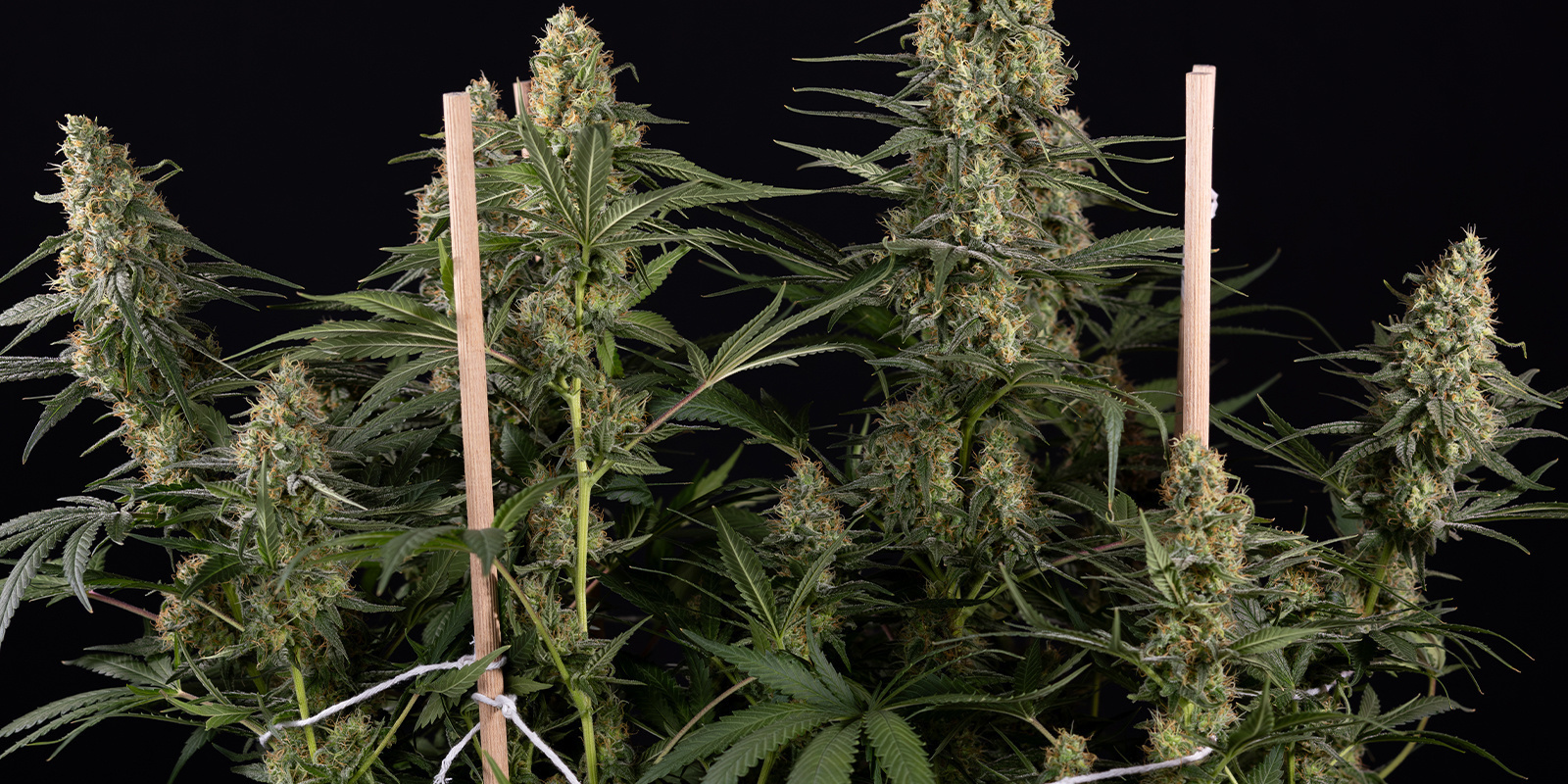 Rychl&eacute;, snadn&eacute; a připraven&eacute;, kdykoli jste vy