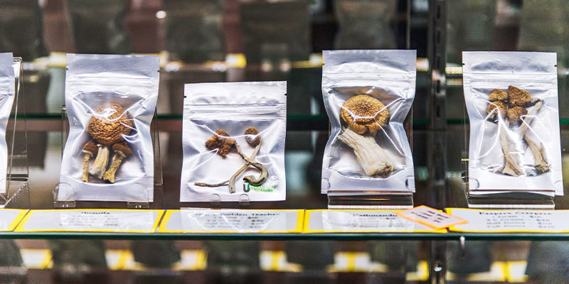 N&aacute;klady a dostupnost čerstv&yacute;ch a su&scaron;en&yacute;ch psilocybinov&yacute;ch hub