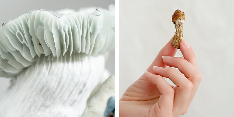 Jak se li&scaron;&iacute; chuť a textura čerstv&yacute;ch a su&scaron;en&yacute;ch lysohl&aacute;vek?