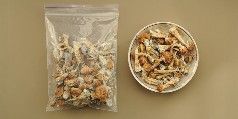 Jak skladovat čerstv&eacute; a su&scaron;en&eacute; lysohl&aacute;vky?