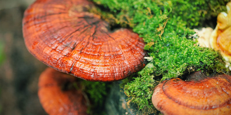 Co je houba reishi (Ganoderma lucidum)?