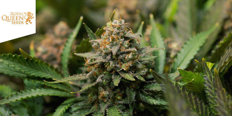 Amnesia Haze &mdash; Royal Queen Seeds