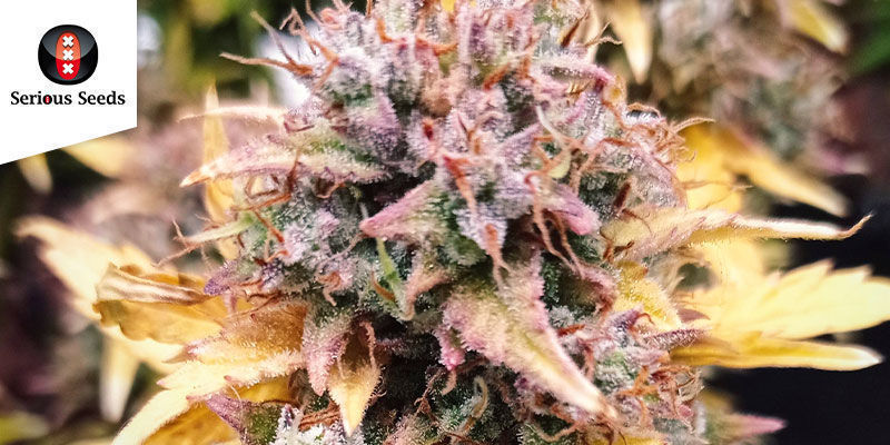 AK-47 &mdash; Serious Seeds