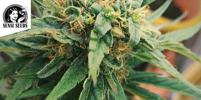 Mexican Sativa &mdash; Sensi Seeds