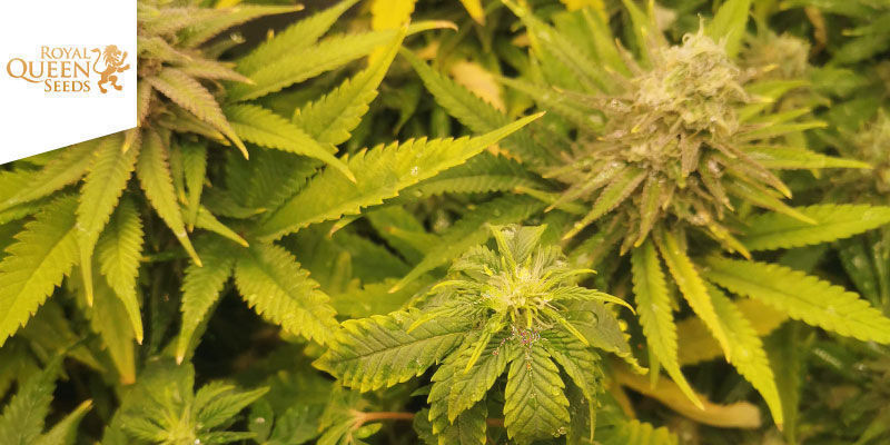 Skunk XL &mdash; Royal Queen Seeds