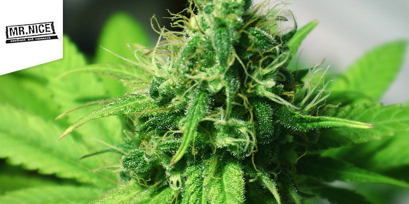  G13 Haze &mdash; Mr Nice