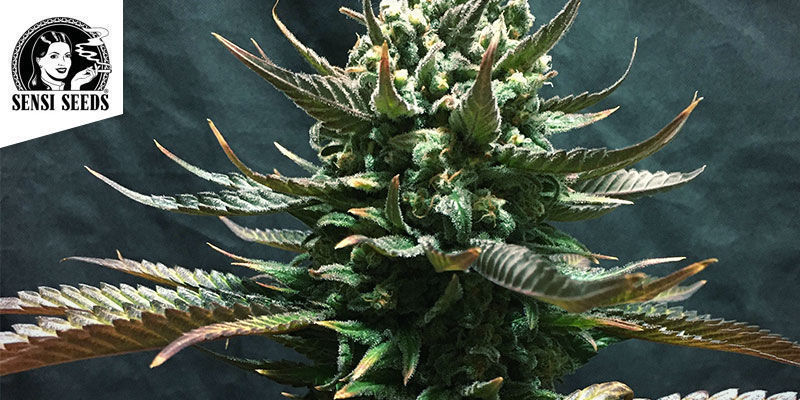 Jamaican Pearl &mdash; Sensi Seeds