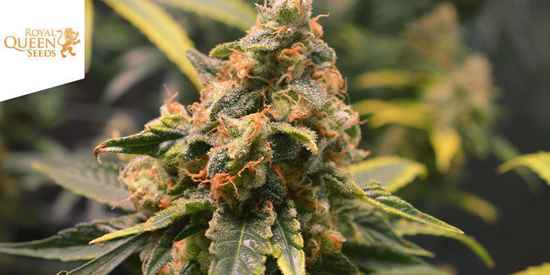 Critical &mdash; Royal Queen Seeds