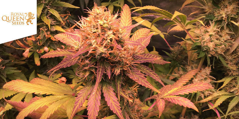 Shining Silver Haze &mdash; Royal Queen Seeds