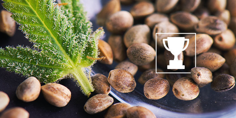 Nejlep&scaron;&iacute; regul&eacute;rn&iacute; semena pro growery a &scaron;lechtitele