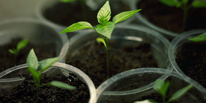 Pěstov&aacute;n&iacute; Bhut Jolokia: Vybaven&iacute; a potřeby