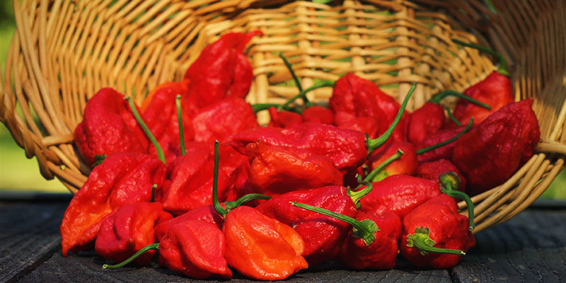 Co je to chilli paprička ghost pepper?