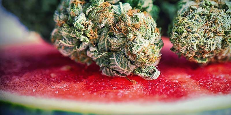 Charakteristika odrůdy Watermelon Candy