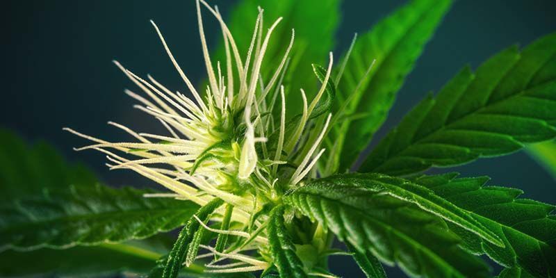 Jak pěstovat Watermelon Candy