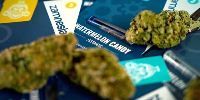 Watermelon Candy: Zral&aacute; ke sklizni