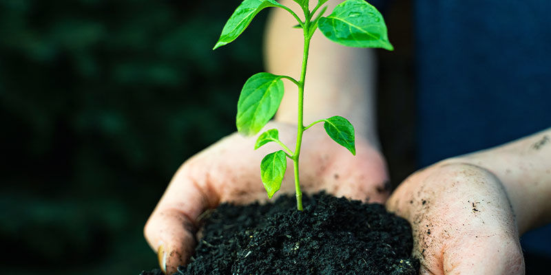 Pěstov&aacute;n&iacute; jalape&ntilde;os: vybaven&iacute; a pomůcky