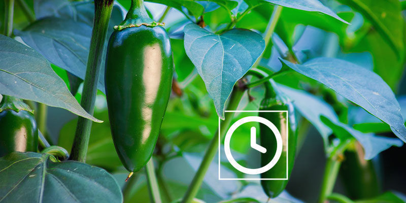 Jak p&aacute;liv&eacute; jsou papričky jalape&ntilde;o?