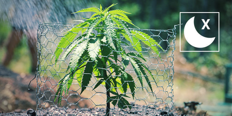 Vyhněte se zal&eacute;v&aacute;n&iacute; v noci