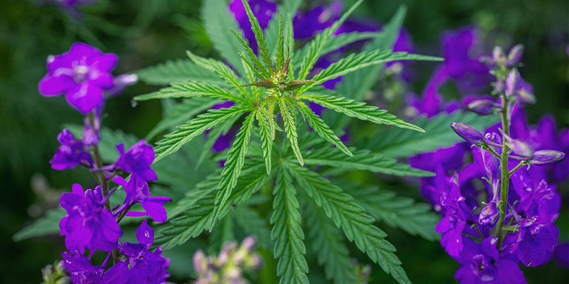 Vyzkou&scaron;ejte sm&iacute;&scaron;en&eacute; v&yacute;sadby