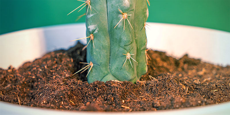Jak pěstovat Echinopsis zamnesiana