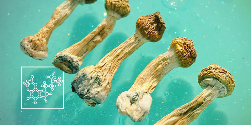 Aktivn&iacute; l&aacute;tky v lysohl&aacute;vk&aacute;ch