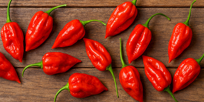 Komodo Dragon: 2,2M SHU