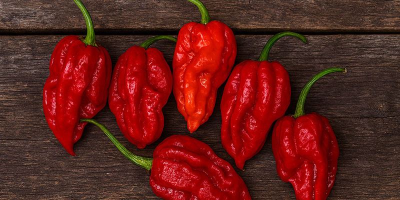 Dorset Naga: 1.59M SHU