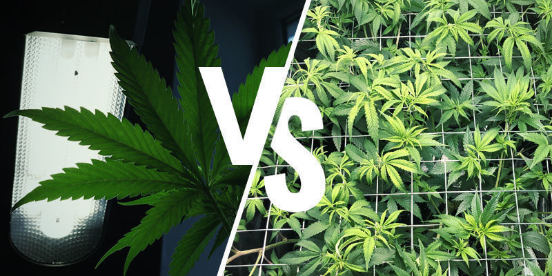 Vedlej&scaron;&iacute; osvětlen&iacute; vs. jin&eacute; pěstitelsk&eacute; techniky