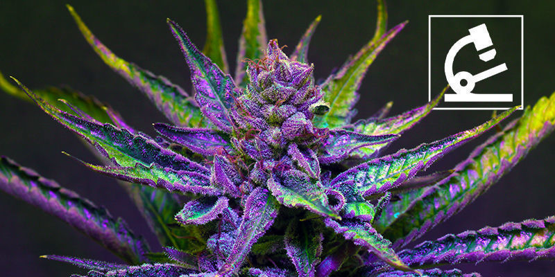 Budoucnost Delta-8 THC