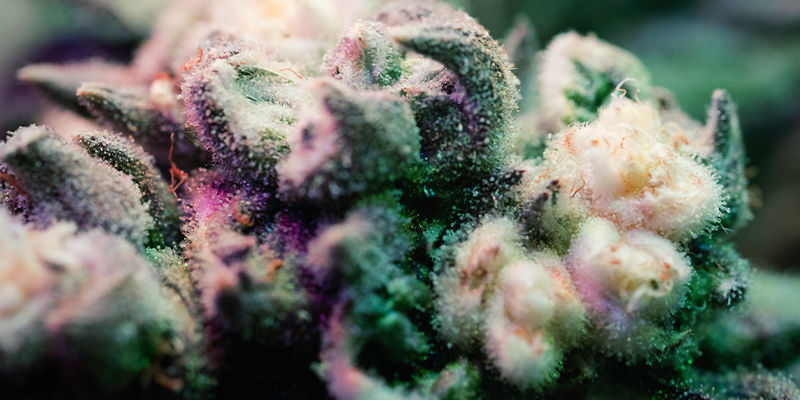 Variegace a albinismus