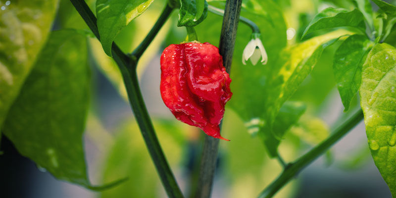 Papričky Carolina Reaper