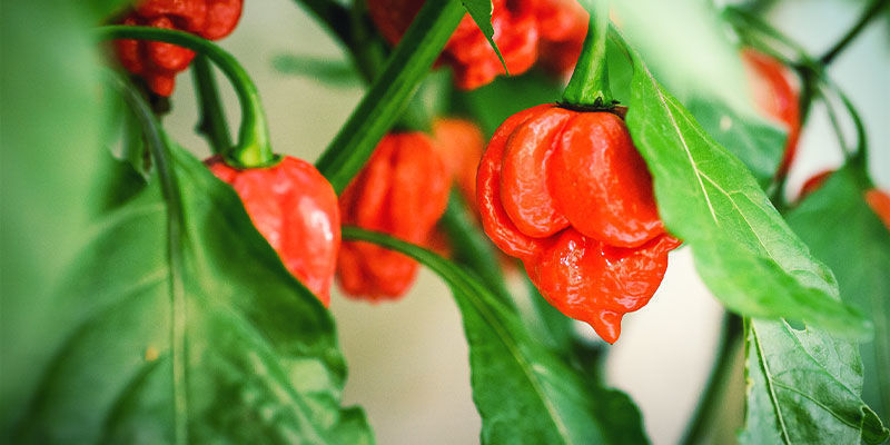 Papričky habanero