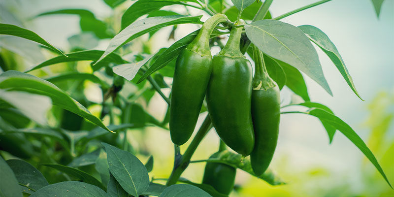 Papričky jalape&ntilde;o