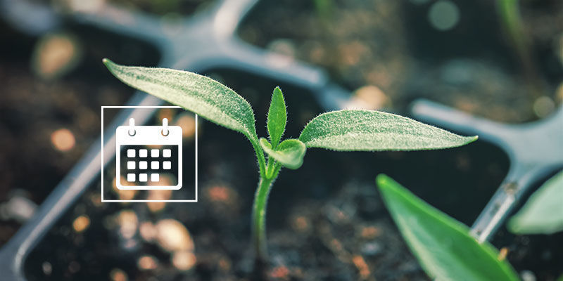 Kdy zač&iacute;t kl&iacute;čit semena paprik?