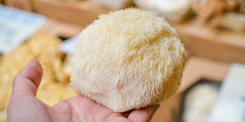 Jak&eacute; jsou nejlep&scaron;&iacute; nootropn&iacute; ingredience?