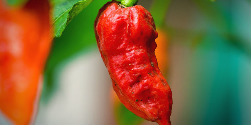 Začněte s nejp&aacute;livěj&scaron;&iacute; odrůdou chilli papriček (SHU)