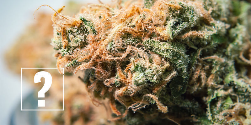 Měli byste se b&aacute;t alergie na konop&iacute;?