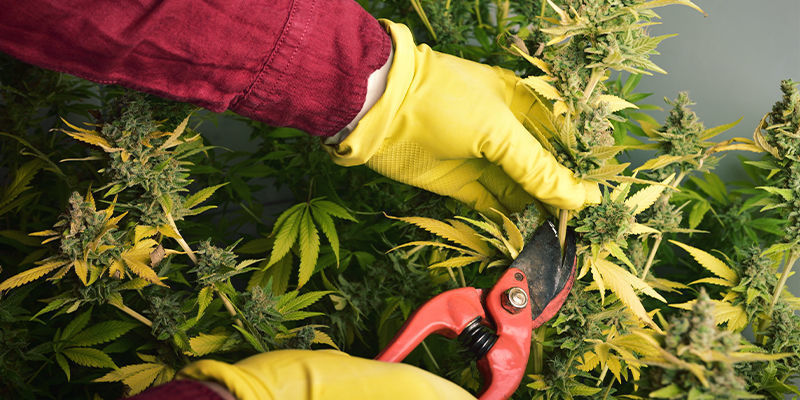 Co způsobuje alergickou reakci na konop&iacute;?