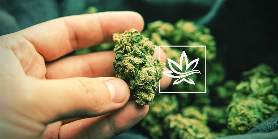 Dal&scaron;&iacute; sloučeniny v konop&iacute;