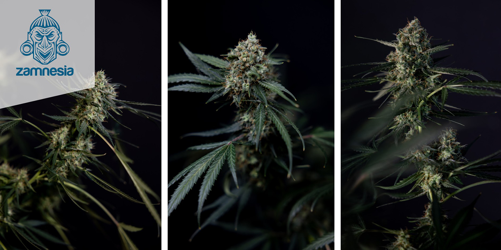 Lemon Cherry Gelato Autoflower