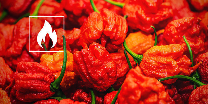 Jak p&aacute;liv&aacute; je Carolina Reaper?