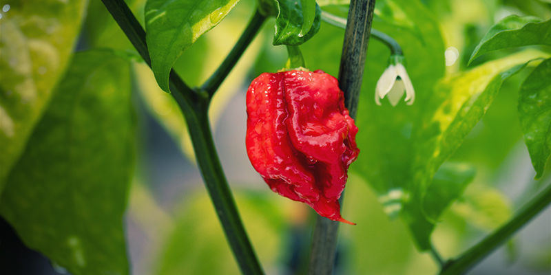 Co je Carolina Reaper?