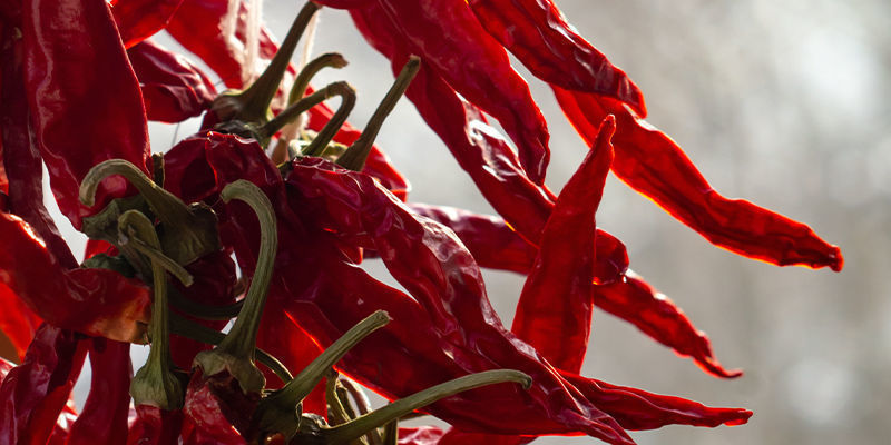 Jak skladovat chilli Cayenne Long Slim