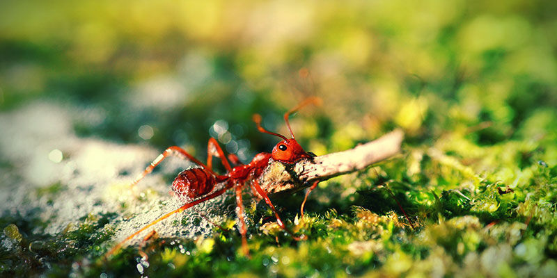 M&yacute;dlov&aacute; voda