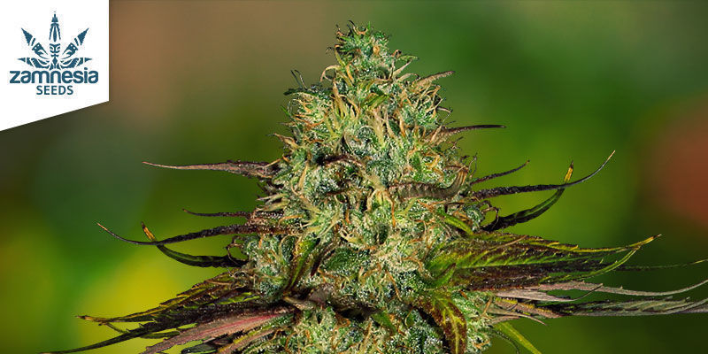 Charakteristiky odrůdy Frosted Guava